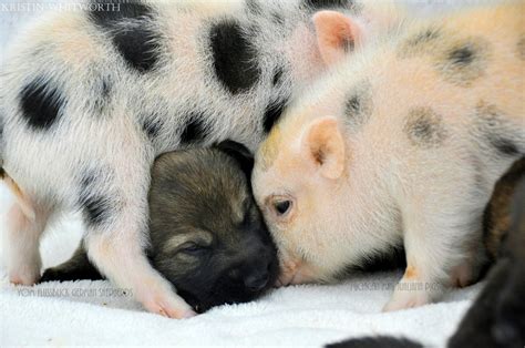 Eating meat and marginal cases. German Shepherd Puppies & Mini Piglets Are Best Buddies