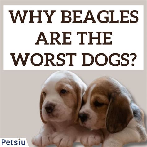 Why Beagles Are The Worst Dogs Challenges Of Owning