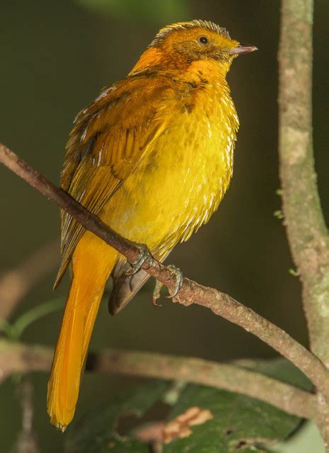 Amblyornis Newtonianus Golden Bowerbird Image