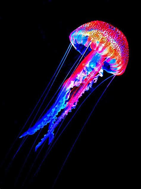 Vanished Beautiful Sea Creatures Ocean Creatures Jellyfish