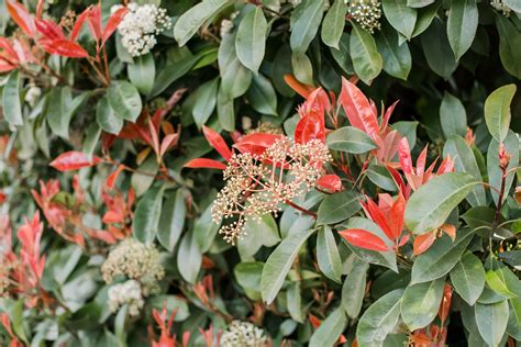 How To Grow Red Tip Photinia In 2021 Red Tip Photinia Shade Shrubs