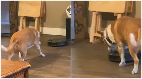 Clever Dog Repeatedly Turns Off Roomba