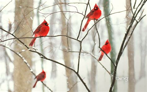 Wallpaper Birds Animals Nature Red Winter Branch Cardinals
