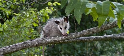 Opossum Trapping And Removal Oh Varment Guard Wildlife Services