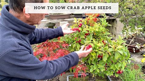 Sowing Crab Apple Seeds Youtube
