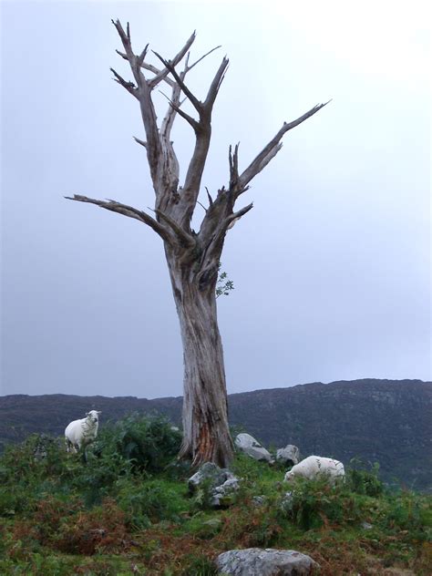 Free Stock Photo Of Leafless Dead Tree On Grassy Landscape