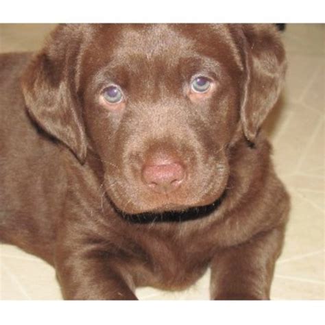 There is now also a silver and charcoal colored lab. chocolate lab puppy adoption - DriverLayer Search Engine