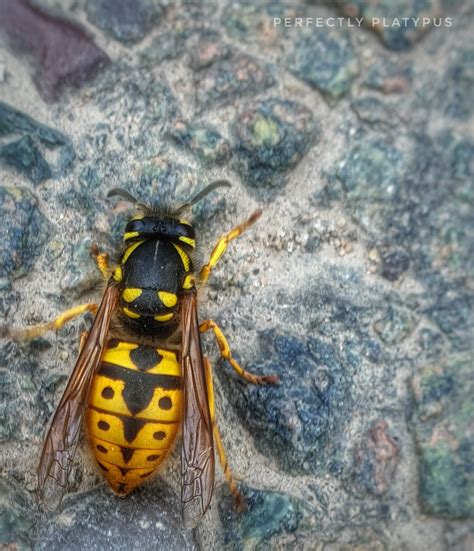 Wasp In The Road Kira Beth Everton Flickr