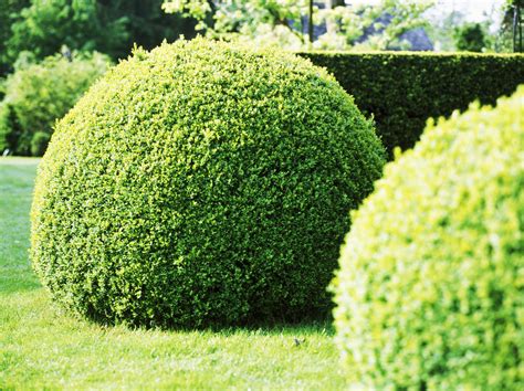 Best shrubs for shade gardens and yards. 29 Best Shrubs for Shade Gardens