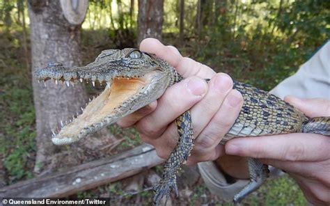 Saltwater Crocodile Found Severely Dehydrated In Brisbane Creek