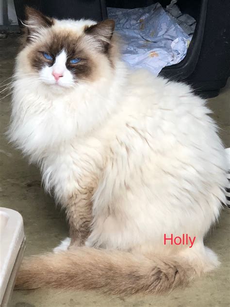 Holly Female Ragdoll Cat In Qld Petrescue