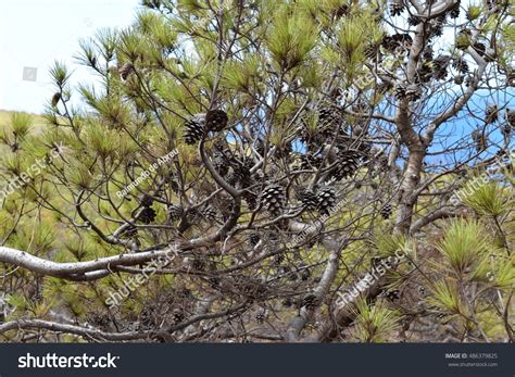 Pine Trees And Nuts Stock Photo 486379825 Shutterstock