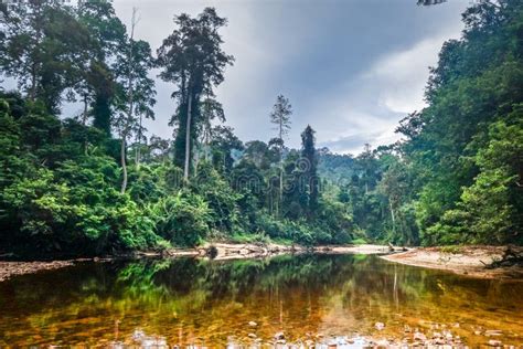 River In Jungle Rainforest Taman Negara National Park Malaysia Stock