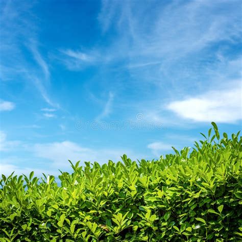 Hedge With Blue Sky Behind Stock Image Image Of Nature 14528469