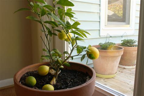 Growing A Lemon Tree Indoors