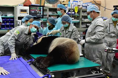 Giant Panda Artificially Inseminated In Taipei Zoo熊猫新闻熊猫频道