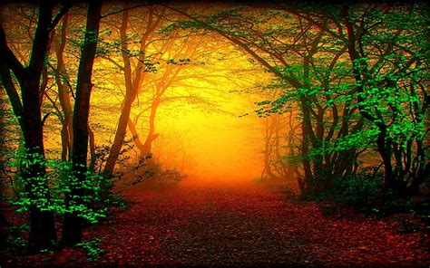 Misty Autumn Forest Path Hd Wallpaper Background Image 1920x1200