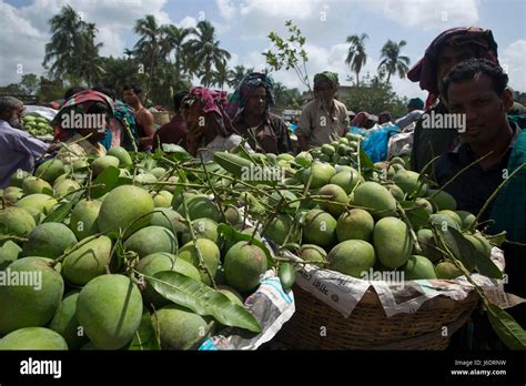 Mango Market Bangladesh Hi Res Stock Photography And Images Alamy