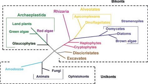 Simplified Phylogeny Of The Major Groups Of Eukaryotes Adapted From