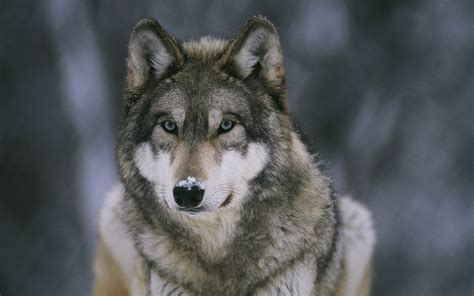 Download Animal Wolf Hd Wallpaper