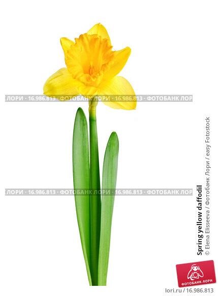Spring Yellow Daffodil Стоковое фото № 16986813 фотограф Elena
