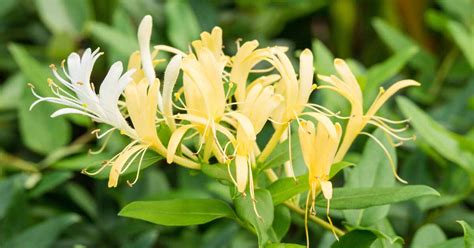 How To Grow Japanese Honeysuckle Gardeners Path