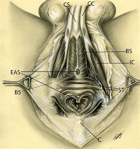 Posted in anatomy | tagged male, male anatomy, male anatomy diagram, male chart male body parts diagram. Male perineal muscles. Drawing (ca. 1943). ST: transverse superficial... | Download Scientific ...