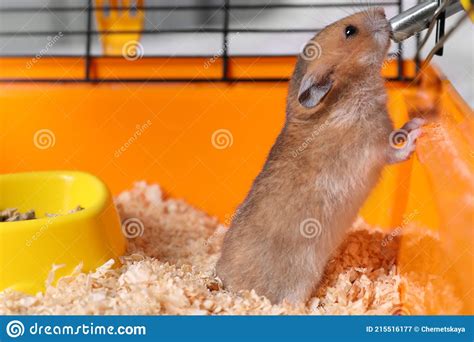 Cute Little Fluffy Hamster Drinking In Cage Stock Image Image Of