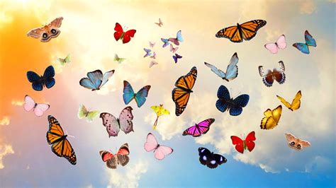 Group Of Butterflies Flying In The Sky Hd Wallpaper Wallpaper Flare