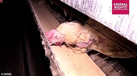 Battery Hens Are Seen Cramped In Filthy Cages In Undercover Footage