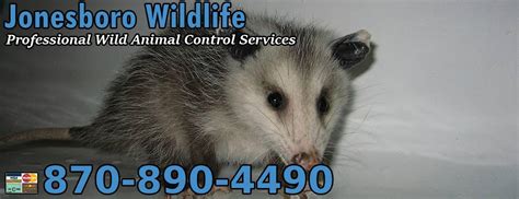 Jonesboro Wildlife Control
