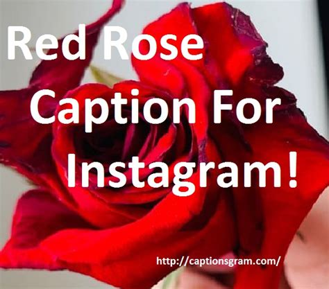 Top 50 Red Rose Caption For Instagram