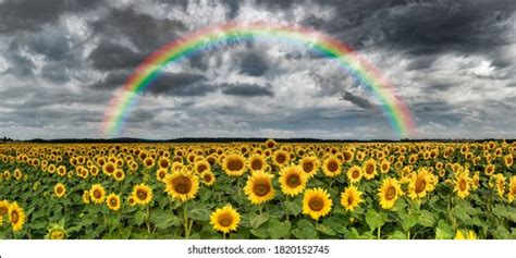 Panorama Sunflower Images Stock Photos And Vectors Shutterstock