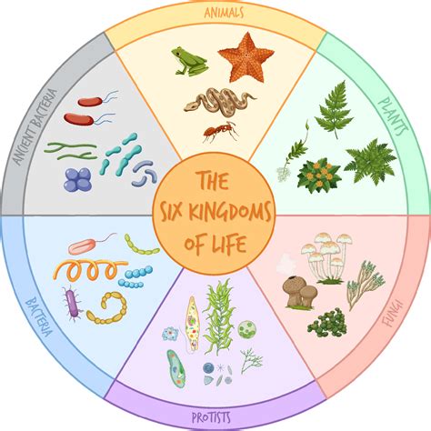 Diagram Showing Six Kingdoms Of Life 6980676 Vector Art At Vecteezy