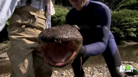 They have extremely slow metabolisms and can go weeks without eating, if necessary. Up Close and Personal with a Giant Salamander - YouTube