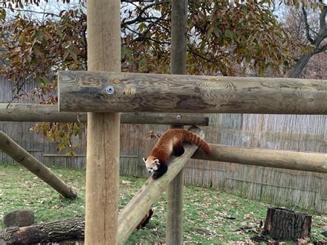 Potawatomi Zoo Red Panda Exhibit Ancon Construction