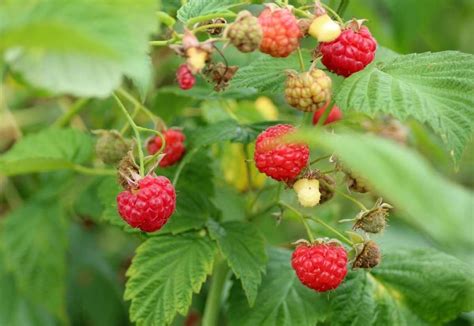 Growing Raspberries Hydroponically A Full Guide Gardening Tips