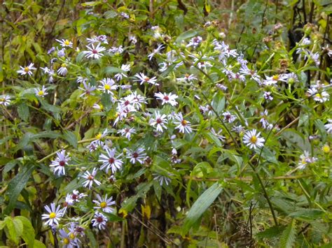 Wildflowers In Pisgah National Forest One Of The Federal Sites In