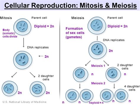 Unit 3 Cellular Reproduction Diagram Quizlet