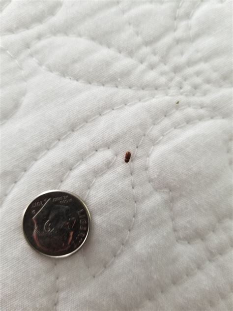 We did not find results for: Identifying Small Brown Bugs | ThriftyFun