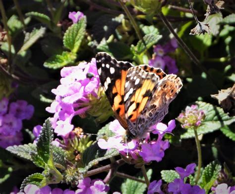 Painted Lady Butter Migration Southern California March 14 2019
