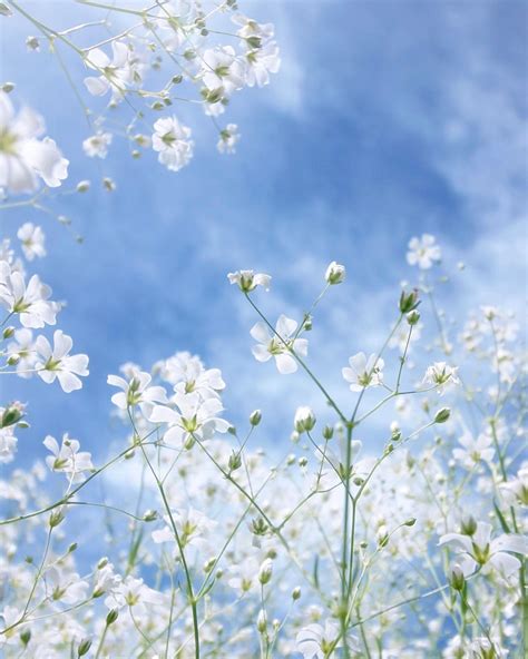 White Flowers And Big Blue Skies Such A Dreamy Summery Photo By