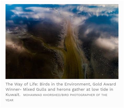 13 Rare Pictures From Winners Of 2019 Bird Photographer Of The Year And