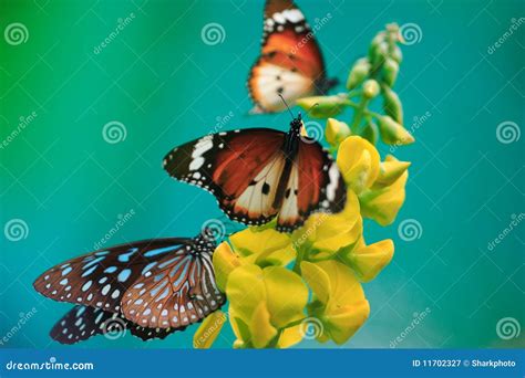 Butterflies Yellow Flower On Turquoise Background Stock Image Image