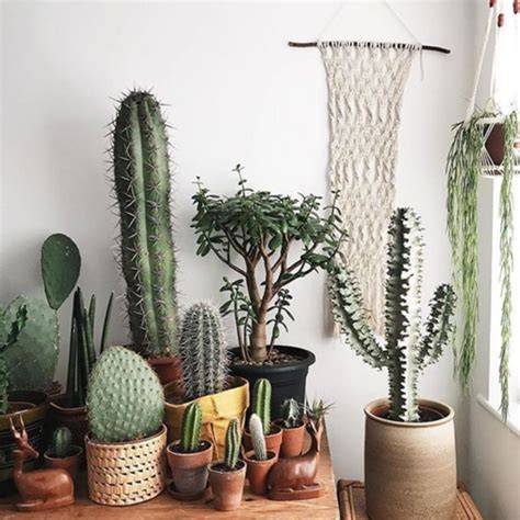 30 Best Creative Cactus Decorations To Beautify Your Home Cactus
