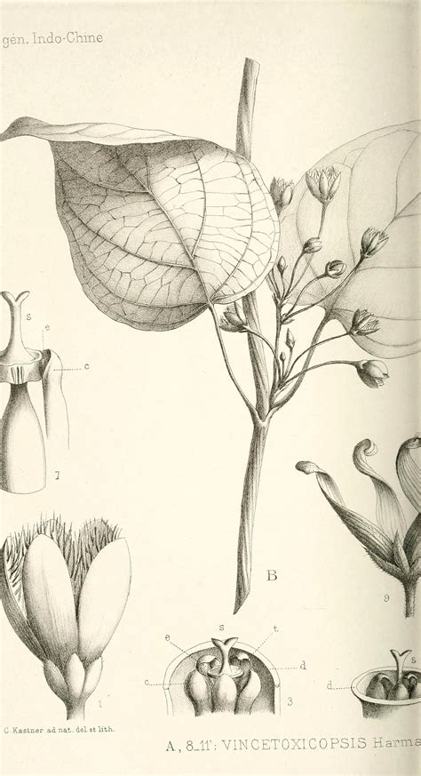 Botanical Painting Botanical Drawings Botanical Art Black And White