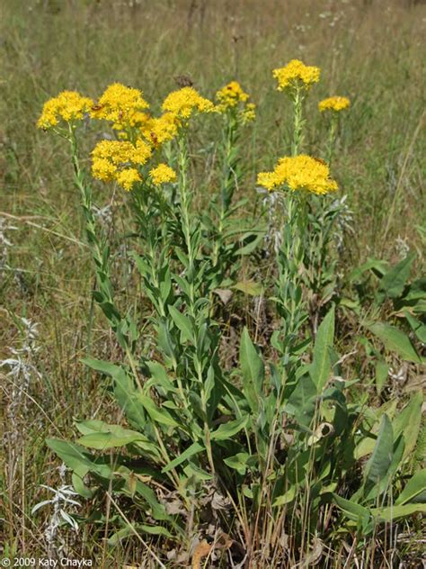 Solidago Rigida Stiff Goldenrod Minnesota Wildflowers