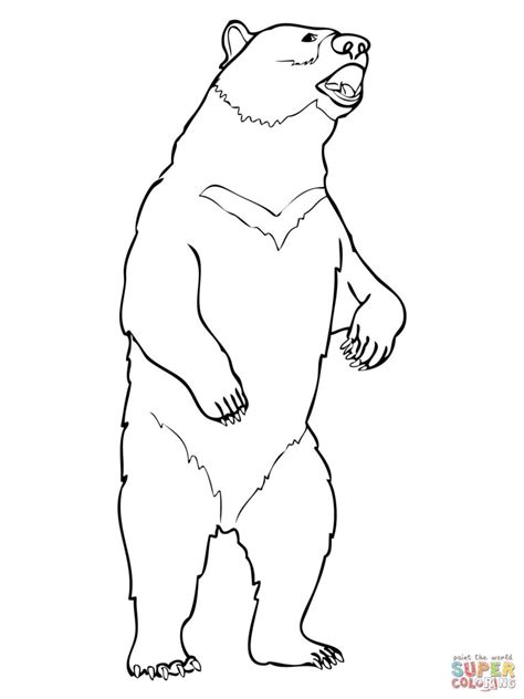 Grizzly Bear Drawing Standing At Explore