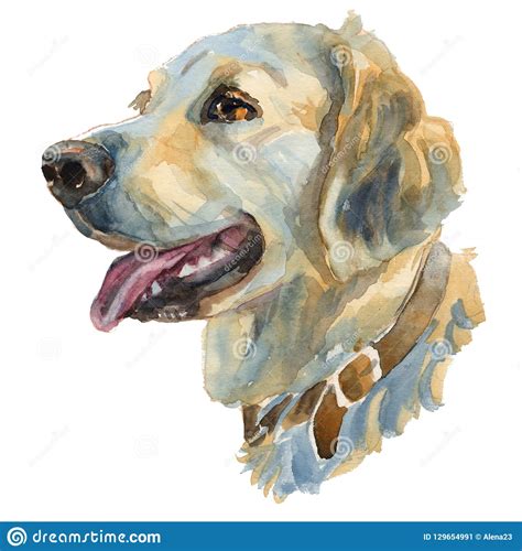 The Golden Retriever Watercolor Hand Painted Dog Stock Illustration