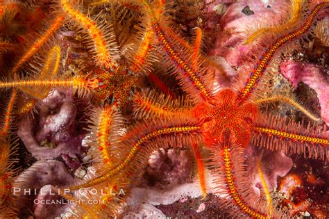 Brittle Sea Star Ophiothrix Spiculata Photo Santa Barbara Island